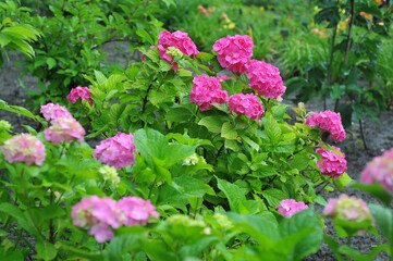 Obraz premium Raspberry and pink hydrangea flowering bushes with green leaves growing in the garden in summertime. Growing plants and flowers or landscaping concept. 