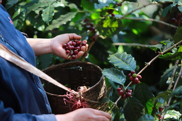 hand plantation coffee red berries  in farm harvesting Robusta and arabica  coffee berries by...