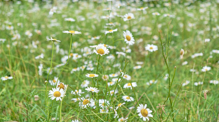 Field of daisies on summer sunny day.