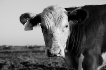 Hereford cow portrait on beef farm for livestock agriculture concept in shallow depth of field.