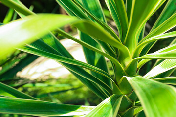 Abstract image of the strap-like leaves of a large tropical plant.