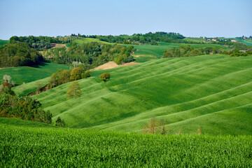 Fototapeta premium paesaggio senese