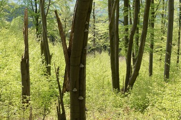 Naklejka premium forest natural landscape of northern bohemia