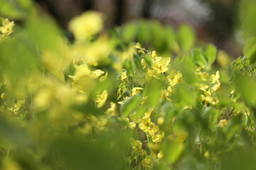 żółte kwiatuszki  w blasku porannego słońca i zieleni. 