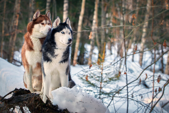 Siberian Huskies dogs on the walk in the winter forest. Copy space.