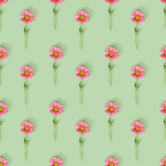 Seamless pattern with pink flowers on mint green color background. Summer time minimal concept. Chrysanthemum daisy blooming flower. Creative still life summer, floral element