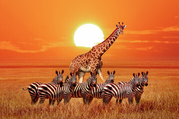 Group of wild zebras and giraffe in the African savanna at sunset. Wildlife of Africa. Tanzania....