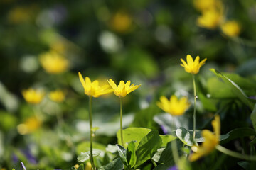 żółte kwiatuszki  w blasku porannego słońca i zieleni.  - obrazy, fototapety, plakaty