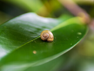 小さいカタツムリ