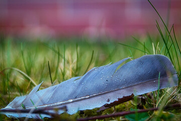 Feder mit Wassertropfen