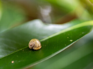 小さいカタツムリ