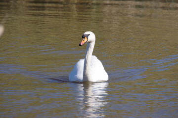 swan on the lake