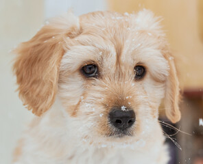 Beautiful muzzle of a puppy dog with snowflakes on the muzzle. Muzzle of a small female close up. Winter. 