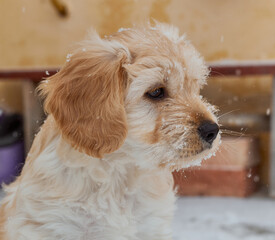 Beautiful muzzle of a puppy dog with snowflakes on the muzzle. Muzzle of a small female close up. Winter. 