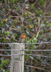 Robin Erithacus Rubecula in springtime, Isle of Lewis, Scotland, United Kingdom