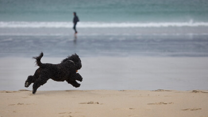 Black Cockapoo dog running on sandy beach, United Kingdom