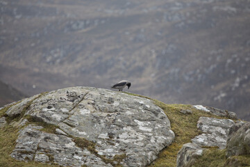 Hooded Crow on the Isle of Lewis, Scotland, United Kingdom