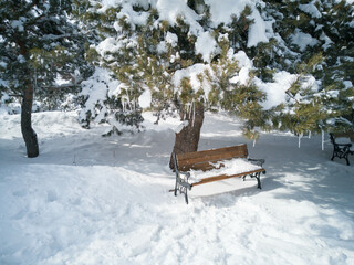 Beautiful frozen water drop among pine tree leaves in the outdoor park, snowy winter day in Erzurum,Turkey, 