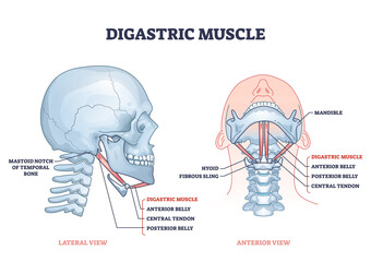 Digastric muscle with human facial neck and chin structure outline diagram. Labeled educational scheme with hyoid, fibrous sling, posterior belly and central tendon structure vector illustration.