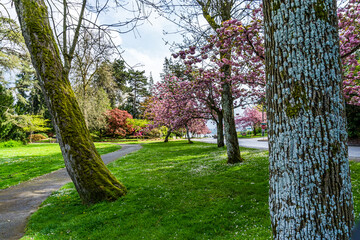 Park Roadside Blossoms 7