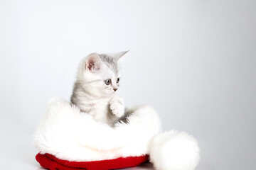Christmas. New 2023. Cute sweet fluffy gray-white kitten sitting in Santa's hat on a white background. Space for text