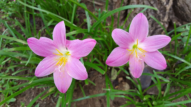 two pink lotus cray in small garden
