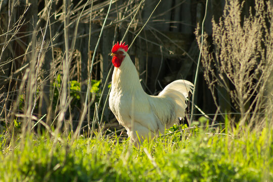 A white rooster roams the abandoned farmhouse in the evenings.Selective focus