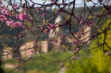 Fototapeta na wymiar branch of a tree with flowers