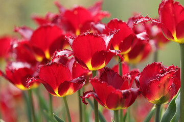Czerwone tulipany w blasku porannego słońca.