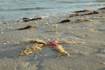 crab on the sand