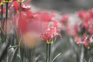 Czerwone tulipany w blasku porannego słońca. - obrazy, fototapety, plakaty