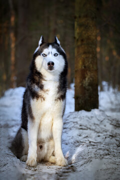 Portrait cute siberian husky dog in sunny evining forest