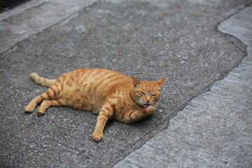 ginger tabby cat lying on the floor, clean itself