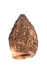 Morel Mushrooms Isolated on White Background