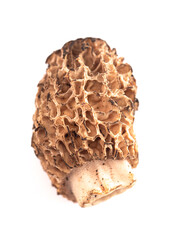 Morel Mushrooms Isolated on White Background