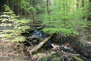 forest natural landscape of northern bohemia