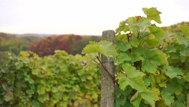 Green leafs of grape on the vine tied to a pillar at vineyard
