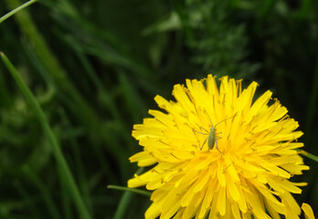 Grasshopper baby. Young grasshopper on a flowering dandelion. dandelion field of medicinal,yellow on which sits a small cricket.