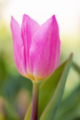 Naklejka premium Frühlingsreise durch Tulpenbeete 