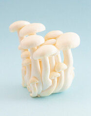 Clump of White Button Mushrooms Isolated on a Blue Background