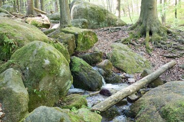 forest natural landscape of northern bohemia