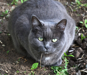 Cat of the Chartreuse breed or a Cartesian cat on a walk in the spring morning