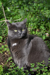 Cat of the Chartreuse breed or a Cartesian cat on a walk in the spring morning
