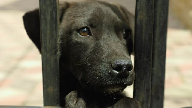 Close-up of a cute, cuddly black puppy looking through the bars of the bars. Focus on the wet nose. A beautiful puppy with no breed