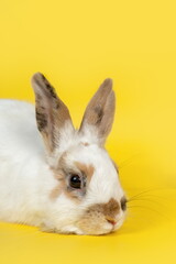 White rabbit with brown ears on yellow background. Domestic anim
