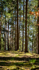 Fototapeta premium Coniferous forest in early summer