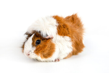 Fototapeta na wymiar Guinea pig rosette on a white background. Fluffy rodent guinea pig on colored background
