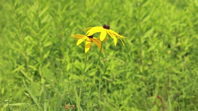 Yellow and red flowers in the park on a summer day	