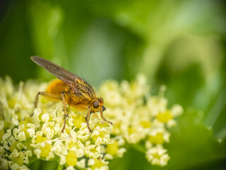 Yellow dung fly, Scathophaga stercoraria.