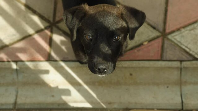View from above a cute black puppy lifts his head and looks at the camera standing on the sidewalk tiles. A beautiful puppy with no breed in the backyard. Close-up